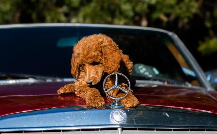 noleggio auto con animali