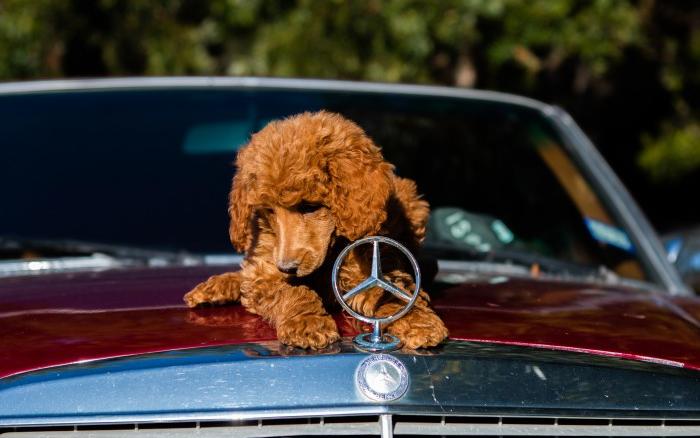 noleggio auto con animali